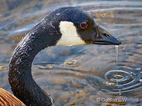 Dripping Goose_53126.jpg - Canada Goose (Branta canadensis) photographed at Ottawa, Ontario - the capital of Canada.